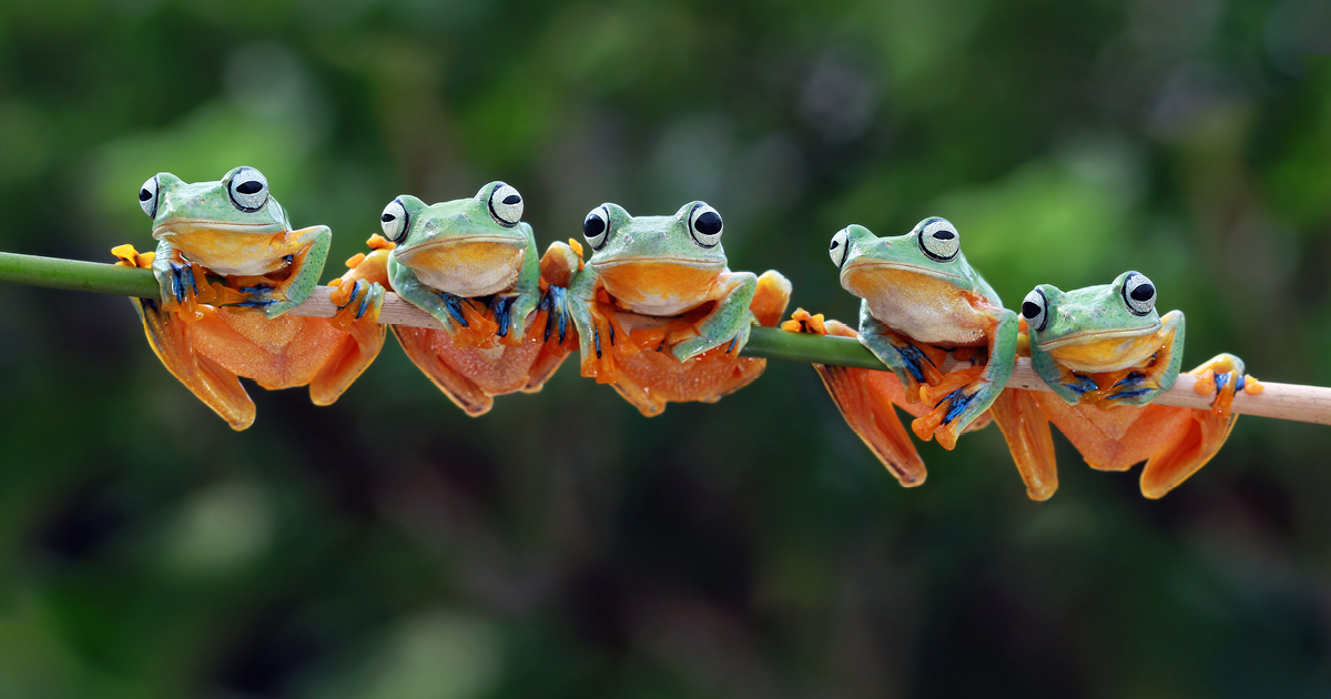 Macaws in flight Macaws in flight