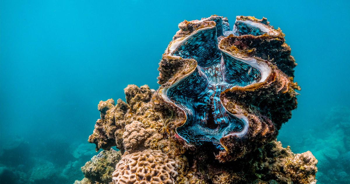 Macaws in flight Macaws in flight