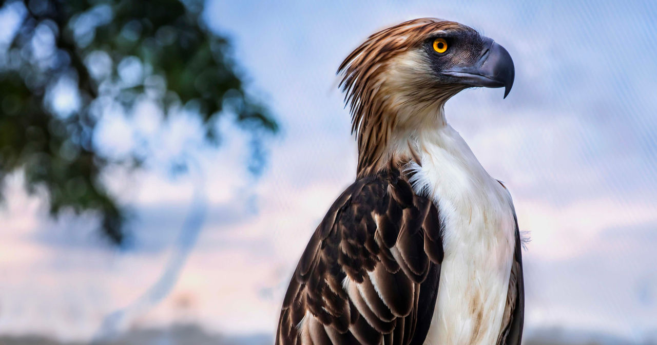 eagle